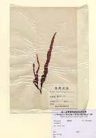 藏品(Grateloupia sp.)的圖片